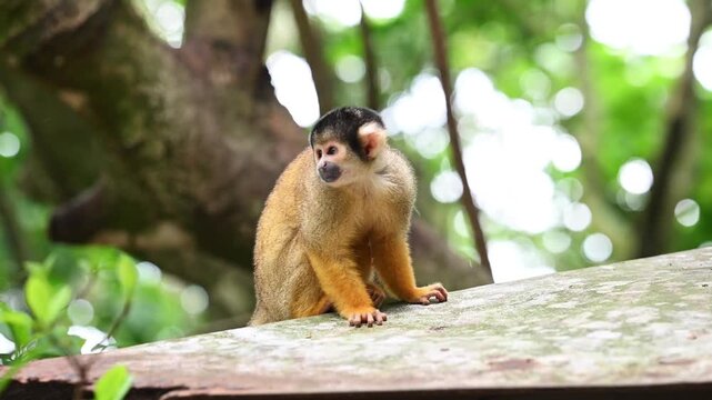 Curious squirrel monkey sitting on a branch