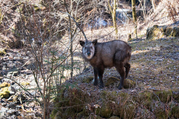里山の斜面でこちらを見つめる野生のニホンカモシカ / A wild Japanese Serow...