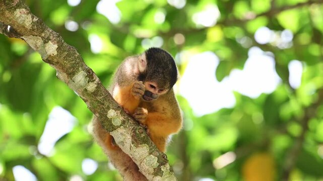 Little squirrel monkey eating on tree branch