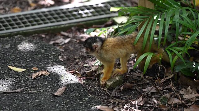Curious squirrel monkey exploring the forest floor