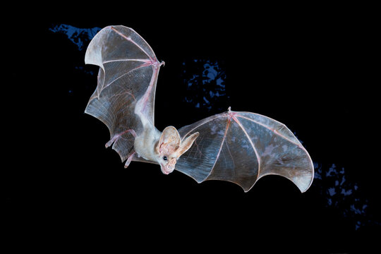 Ghost bat (Macroderma gigas) male in flight at night, Adelaide River Hills, Northern Territory, Australia. 