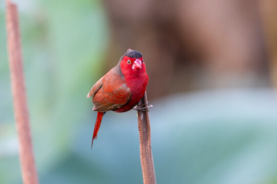Crimson finch (Neochmia phaeton) male perched on a dead water lily stalk, Corroboree billabong, Northern Territory, Australia. 