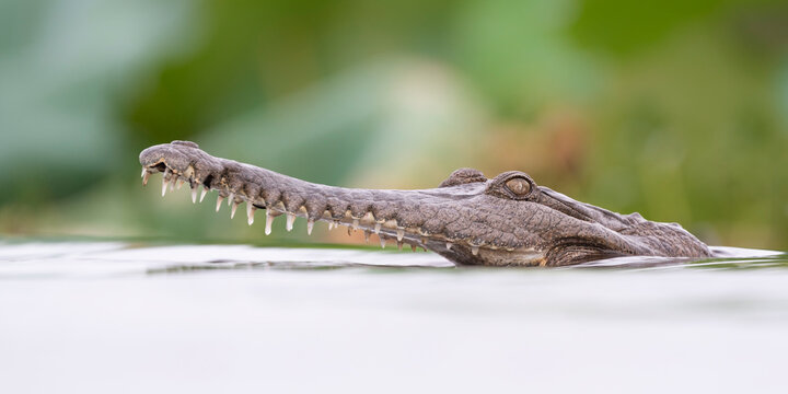 Freshwater crocodile (Crocodylus johnstoni) in water hunting fish, Fogg Dam Conservation Reserve, Northern Territory, Australia. 