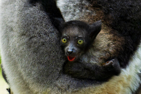Indri (Indri indri) infant in mothers arms, portrait, Andasibe, Madagascar. Critically endangered. 