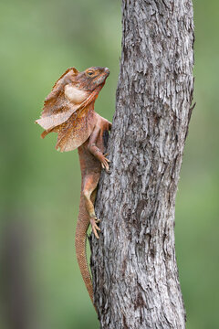 Frill-necked dragon (Chlamydosaurus kingii) male performing a territorial display resting on Darwin box (Eucalyptus tectifica) trunk, Adelaide River Hills, Northern Territory, Australia. 
