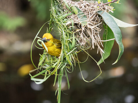 Cape weaver (Ploceus capensis) male, weaving grass stems into its nest, Breeda Trading Post, Malgas, Cape Province, South Africa. 