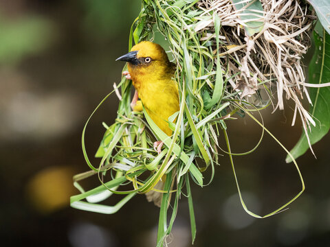 Cape weaver (Ploceus capensis) male displaying, looking out from nest, Breeda Trading Post, Malgas, Cape Province, South Africa. 