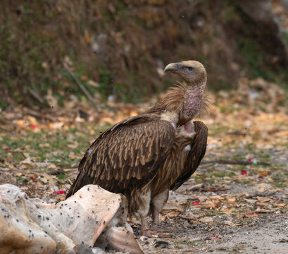 Himalayan griffon ( Gyps himalayensis) standing on the ground, enroute to Munsiari, Uttarkahand, India. 