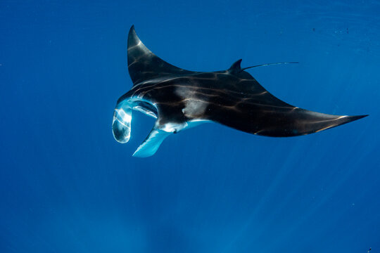 Reef manta ray (Mobula alfredi) feeding over coral reef, off D'Arros Island, Seychelles, Indian Ocean. 