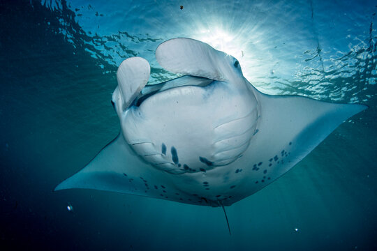 Reef manta ray (Mobula alfredi) feeding over coral reef, off D'Arros Island, Seychelles, Indian Ocean. 