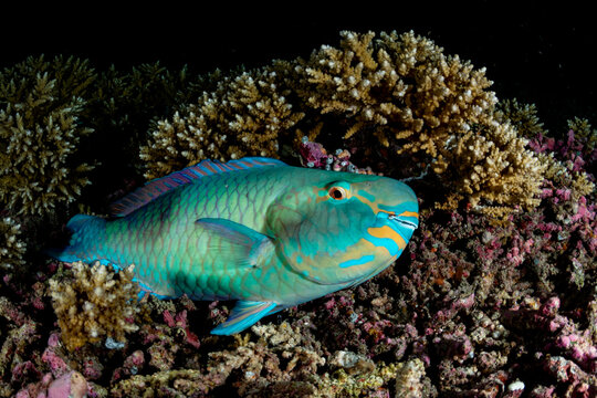 Parrotfish (Labridae) sleeping on a coral reef off St. Joseph Atoll, Seychelles, Indian Ocean. 