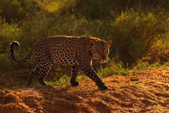 African leopard (Panthera pardus) walking at sunrise, Laikipia, Kenya. 