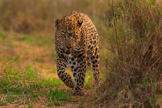 African leopard (Panthera pardus) male, patrolling its territory, Laikipia, Kenya. 