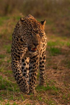 African leopard (Panthera pardus) male, patrolling its territory, Laikipia, Kenya. 