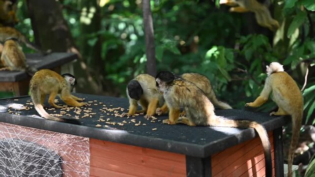 Black-capped squirrel monkeys eating seeds together