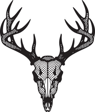 Deer Skull with Antlers Illustration in Black and White