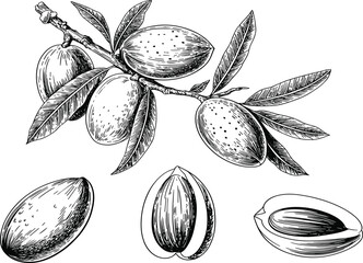 Almond branch vector sketch with nuts and leaves isolated on white for botanical culinary design © Moksedul