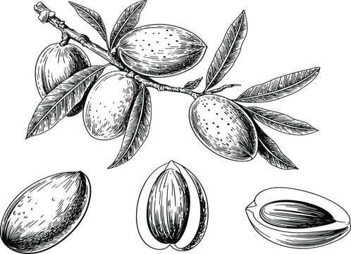 Almond branch vector sketch with nuts and leaves isolated on white for botanical culinary design