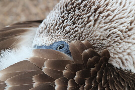 Blue footed Booby on Galapagos Island 