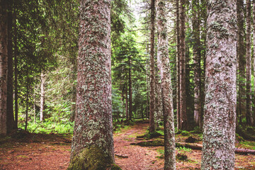 Beautiful coniferous forest landscape with tall straight pine tree trunks, lush green undergrowth and forest floor © mitarart