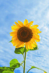 Fototapeta premium Single blooming sunflower with vibrant yellow petals and dark center against blue sky