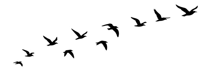 Obraz premium Birds Flying Formation Silhouettes Vector Isolated on White Background 