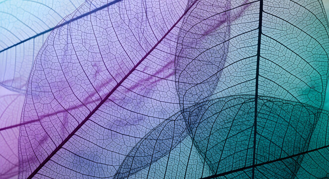Colorful and blue leaf texture background with detailed natural veins and patterns suitable for nature wallpaper design
