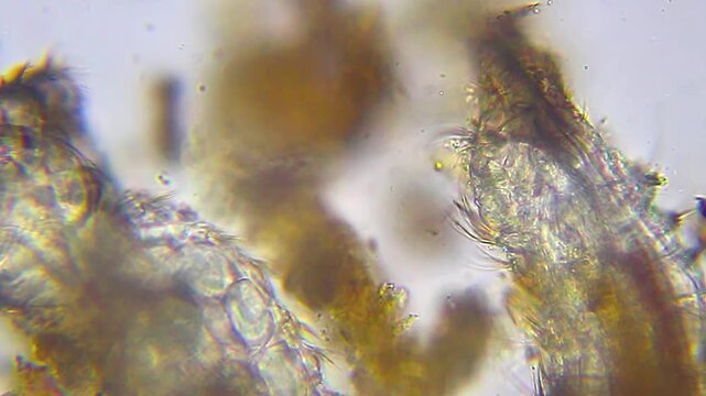 Small bristle worm rapidly moving near rod shaped object under 400x bright field microscopy. 4K scientific microscopy footage.