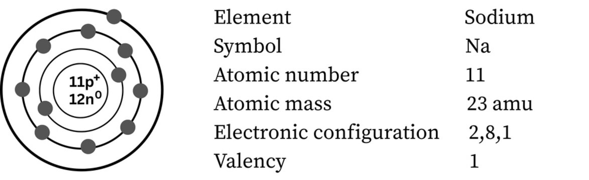 Sodium atom &mdash; alkali metal, single valence electron