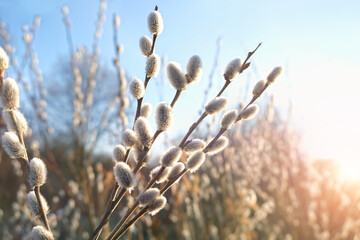 Beautiful pussy willow close up on spring sunny nature background. artistic landscape with blossom willow branches outdoor. fluffy willow buds symbol of early spring season, Palm sunday, Easter. © Ju_see
