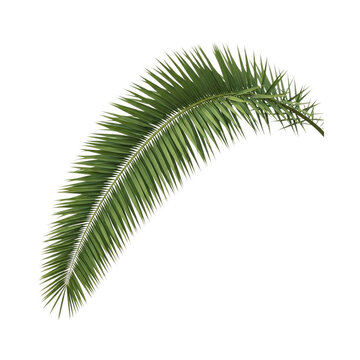 A single long and lush green palm leaf with fine needle like leaflets arching in a graceful curve