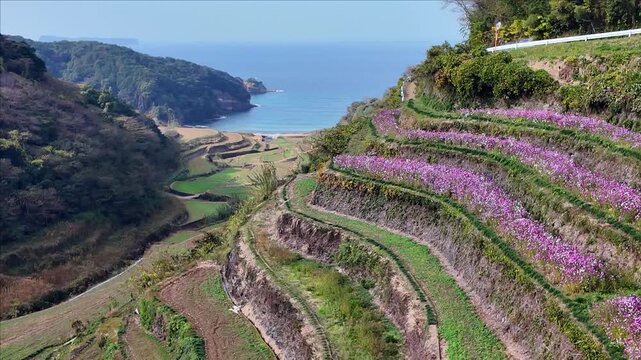 浜野浦の展望台から眺める棚田と玄海灘