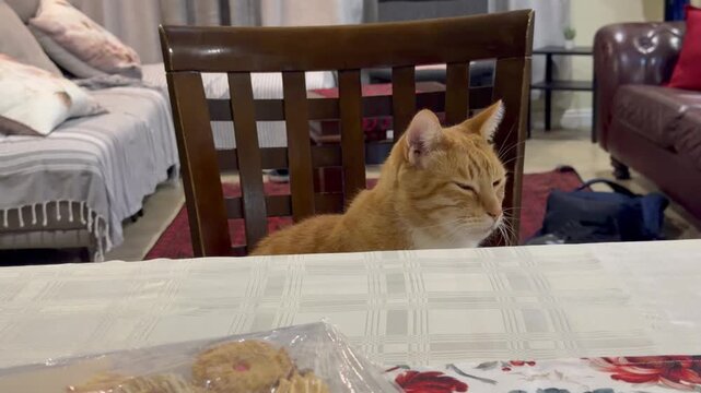 A cat at the dinner table.