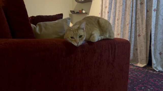 A ginger and white cat sits on a sofa.