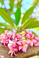 Close-up video of vibrant pink plumeria blossoms blooming against a clear blue sky. Tropical frangipani flowers gently sway in natural daylight, capturing fresh spring beauty and serene outdoor