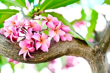 Close-up video of vibrant pink plumeria blossoms blooming against a clear blue sky. Tropical frangipani flowers gently sway in natural daylight, capturing fresh spring beauty and serene outdoor