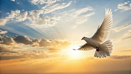 Fototapeta premium White dove flying at sunset