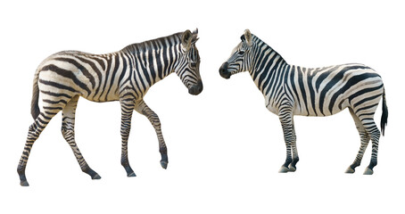 zebra png. zebras png. set of two zebras isolated png © Design Zone