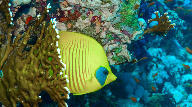 Butterfly Fish, Coral reef, Red Sea, Egypt