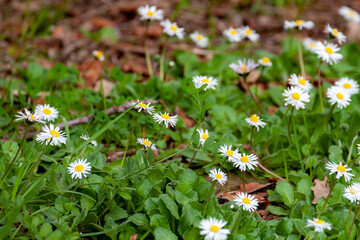 Common daisy flowers blooming in fresh green grass on forest floor. Natural spring floral background with Bellis perennis on coastal meadow. Black Sea Coast, Caucasus. © Vlad Rakin