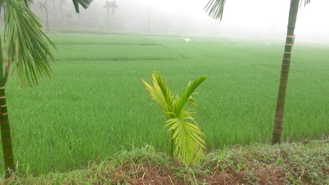 Rice fields in the fog. Rainy season in Vietnam. Year-round rice planting, two to three harvests per year