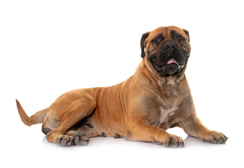 Obraz premium bull mastiff in studio