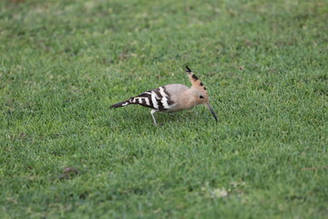 Bird grassy ground. hoopoe in the wild. High quality 4k footage © Broker_Aleksandr