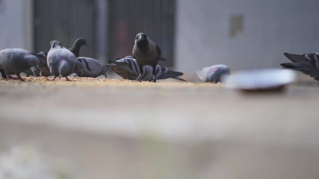 Pigeons feeding on street ground, Urban pigeons eating grains close view, Flock of pigeons feeding city street, Birds feeding on road shallow depth stock video.