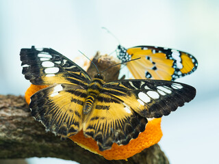 Obraz premium Clipper butterfly feeding slice of orange eco sustainability concept