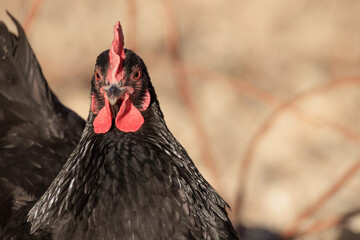 Backyard Egg Laying Chicken Portrait Sustainable Farming Homesteading © EdgeofReason
