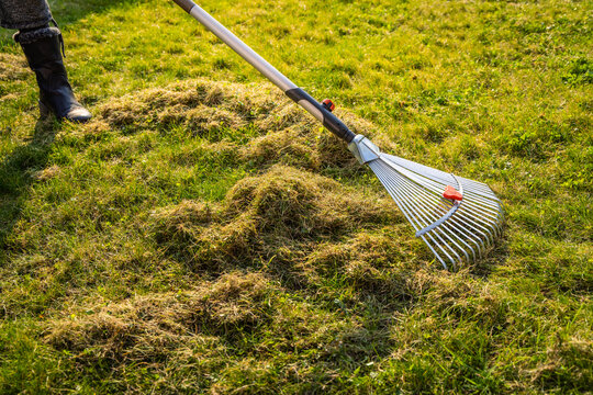 Scarifying or raking a lawn with a grass rake to remove dead thatch weeds and moss
