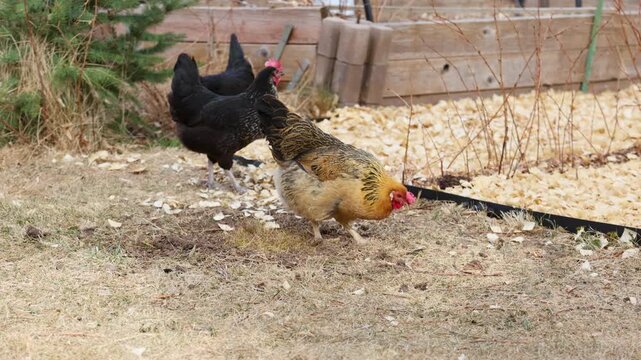 Backyard Chickens Foraging Slow Motion