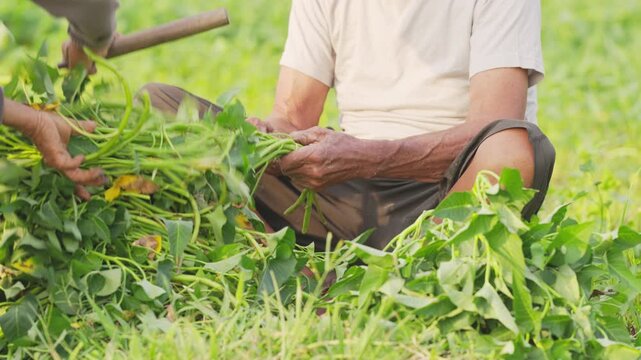 organic farming, Indonesian farmer harvesting water spinach or kangkung in bali, indonesia, southeast asia, vegetable farming in developing countries