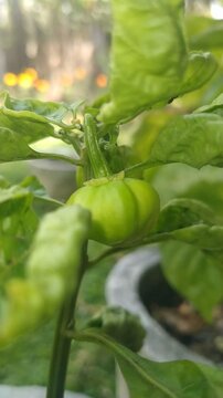 Scotch Bonnet Chili Peppers Growing on Tree with Bokeh Background	